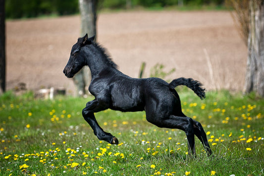 The Future of Equine Wellness with CBD Oil
