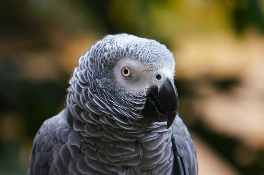 Can CBD Oil Help Reduce Aggression in Pet Birds?