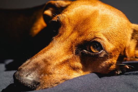 How CBD Oil Helps Dogs with Anxiety and Stress