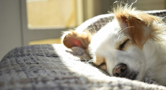 Can Dogs Benefit from CBD Oil? A Comprehensive Guide for Pet Owners