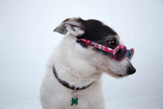 CBD Oil for Pets