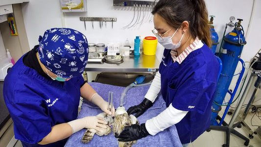 CBD Oil for Veterinarians: A Natural Solution for Stress, Focus, and Well-Being