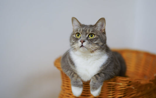 How CBD Oil Can Reduce Aggression and Territorial Behaviour in Cats